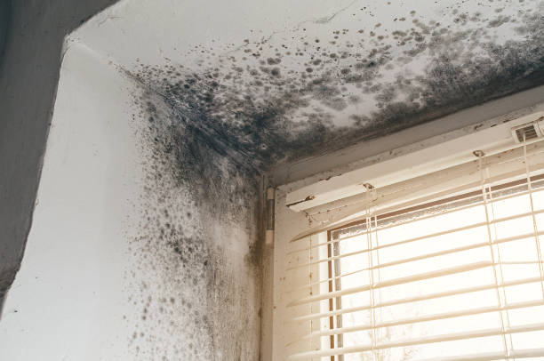 Affordable Bathroom Mold Removal solutions in Schoolcraft, MI